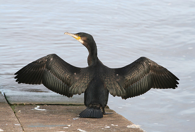 big-black-birds