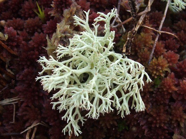 A lichen - Cladonia arbuscula subsp. squarrosa