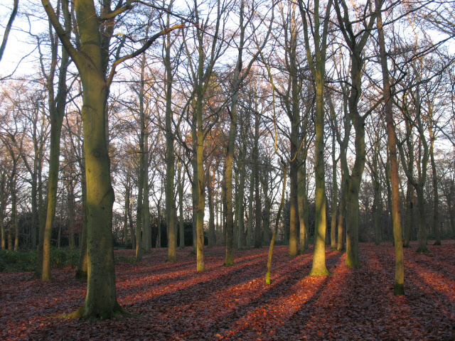 Bostall Woods