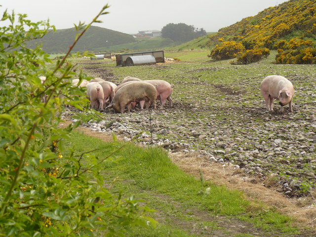 Pig Farm On The Speyside Way Andy Jamieson Geograph Britain And