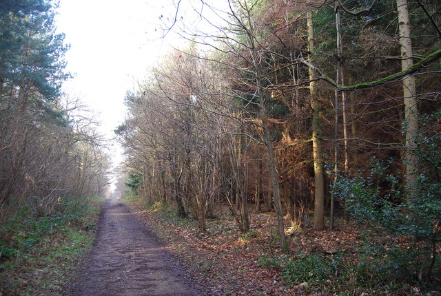 Blean Woods