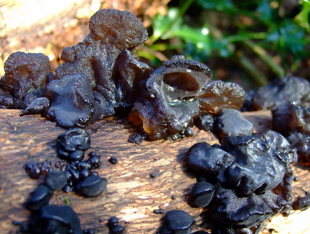 Black witch's butter (Exidia glandulosa)