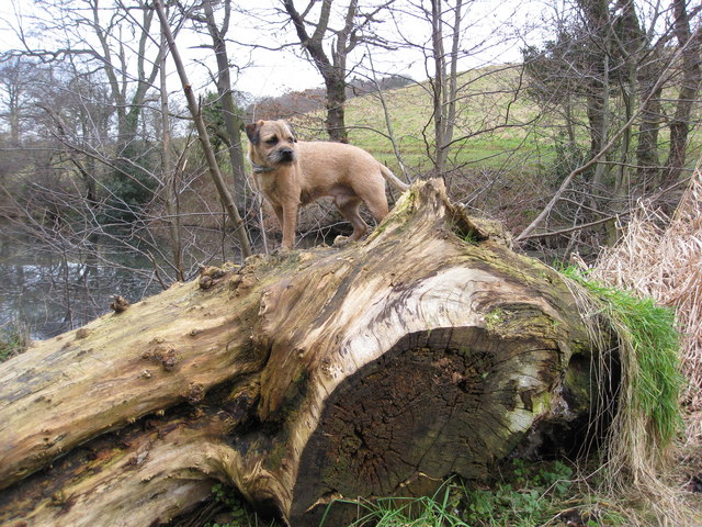 neverfear-dam-dog-on-a-log-alan-heardman-cc-by-sa-2-0-geograph