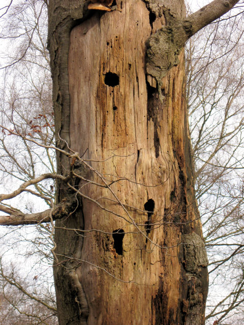 woodpecker holes