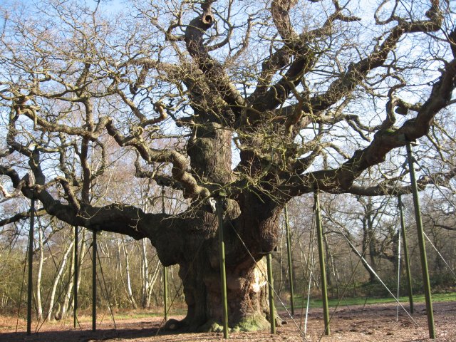 oldest oak trees in the world