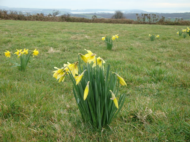 daffodil growing