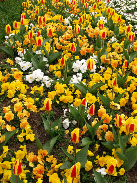 Roadside Flowerbed Andy Beecroft Cc By Sa Geograph Britain And