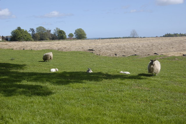 Lambing Bill Harrison Geograph Britain And Ireland