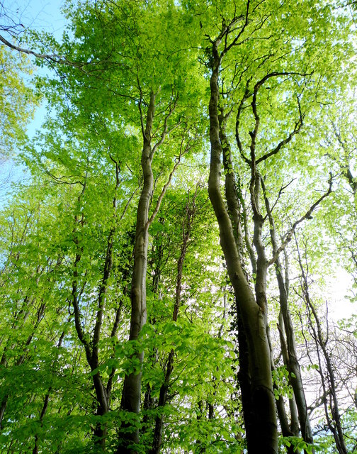 Beech Trees In Coed Cefn Wood © Linda Billinger Geograph Britain And