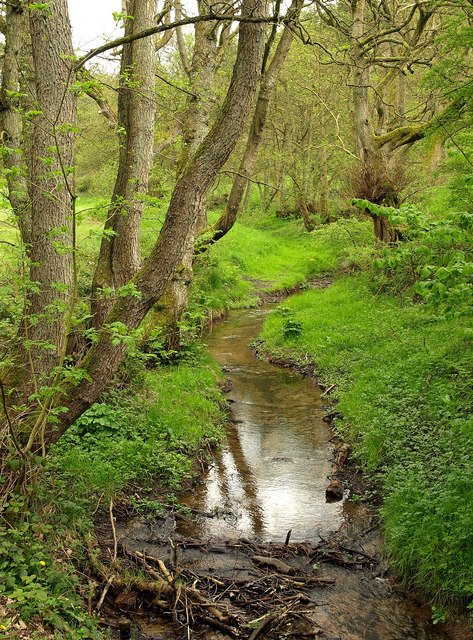 Download this Grain Beck Dalby Forest picture