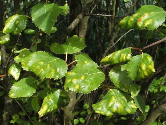 Leaf Gall