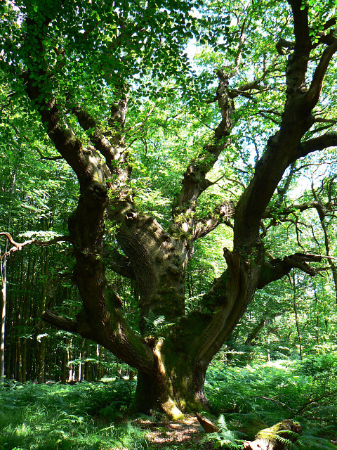 Oak Tree Forest