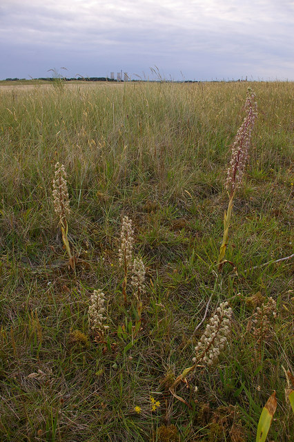 Lizard Orchid Himantoglossum Hircinum Ian Capper Cc By Sa