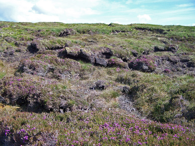 Peat Bog