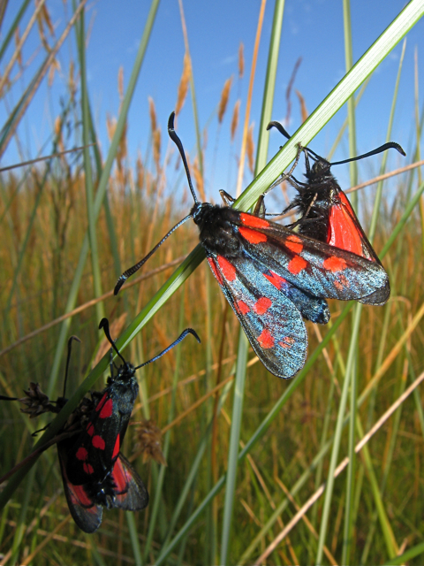 Moths Of The Year. Forvie: six-spot Burnet moths