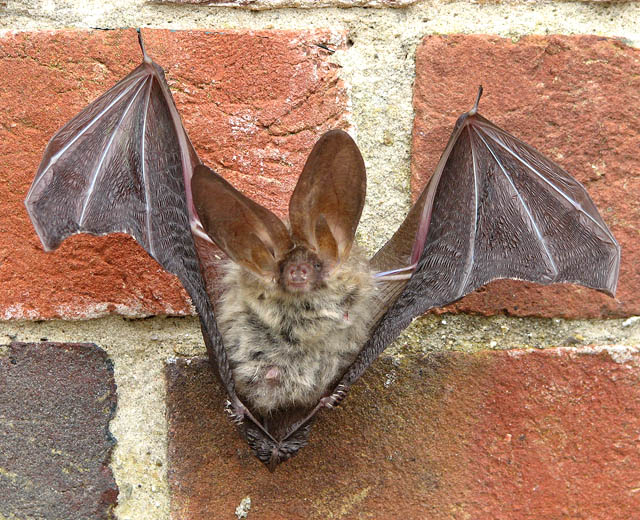 Brown Long Eared Bat Plecotus Auritus © Evelyn Simak Cc By Sa20 Geograph Britain And Ireland 