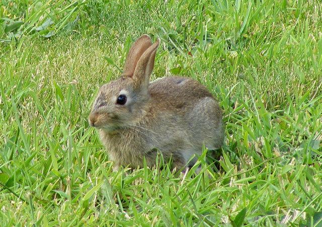 A Wild Rabbit at Lossiemouth