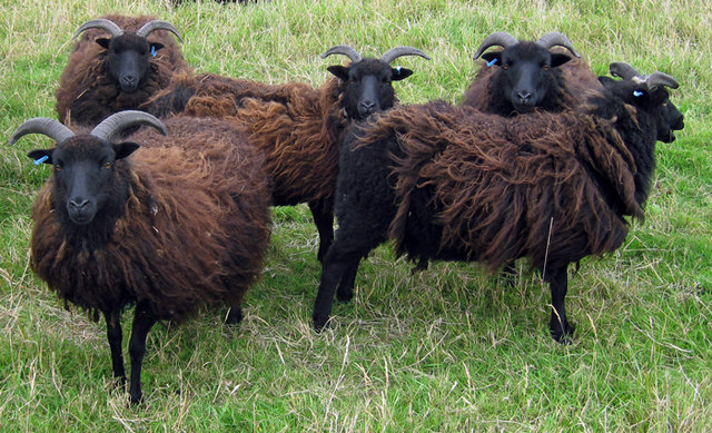 Hebridean Sheep Waters Edge Country © David Wright Geograph Britain And Ireland 0837