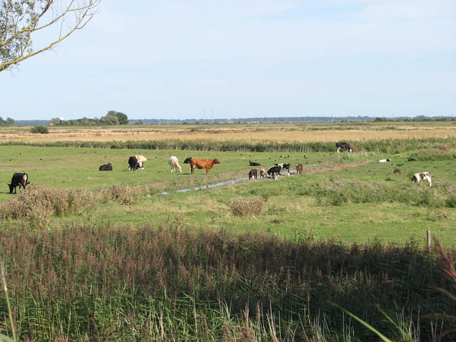 Marsh Pastures East Of Hardley Staithe Evelyn Simak Geograph