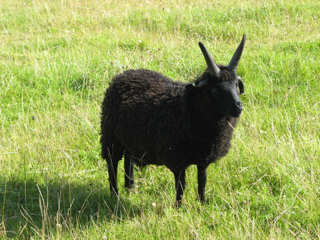 Hebridean Sheep © Adam Sommerville Cc By Sa20 Geograph Britain And Ireland 1974