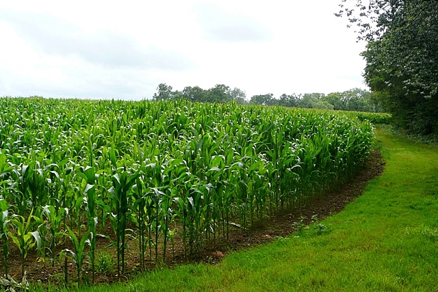 Corn Crop Near Watermans Farm © Graham Horn Geograph Britain And