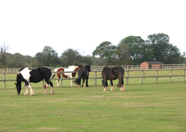 Redwings Horse Sanctuary