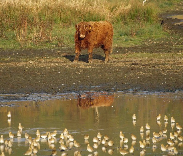 Rare breed cattle grazing the RSPB... \u00a9 Steve Fareham cc-by-sa\/2.0 ...