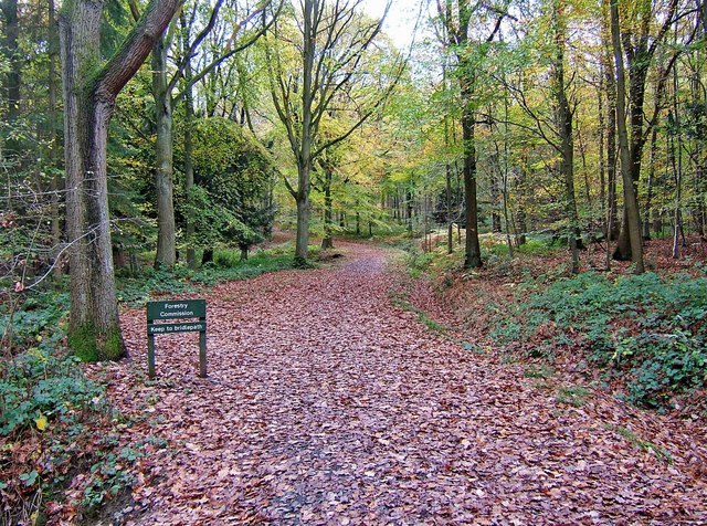 The Wyre Forest