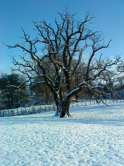 Winter Oak