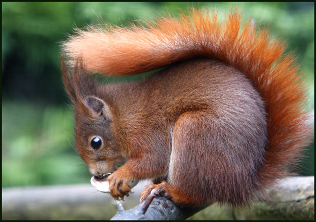 Red Squirrel At The British Wildlife © Cameraman Cc By Sa20