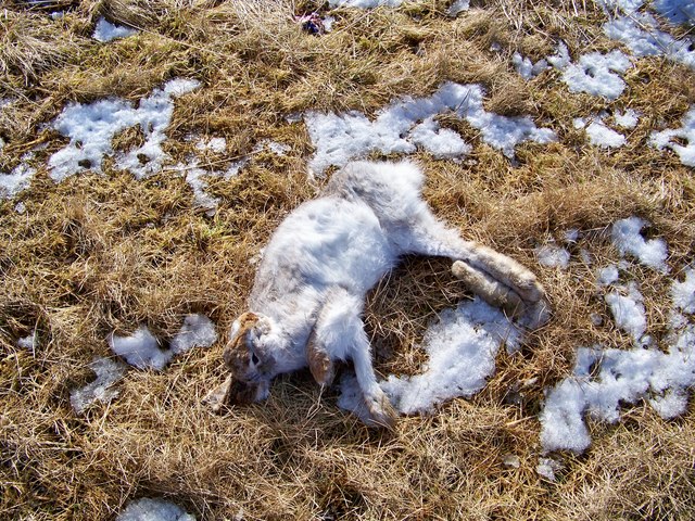 Mountain Hare Road Casualty James T M Towill Cc By Sa 2 0 Geograph