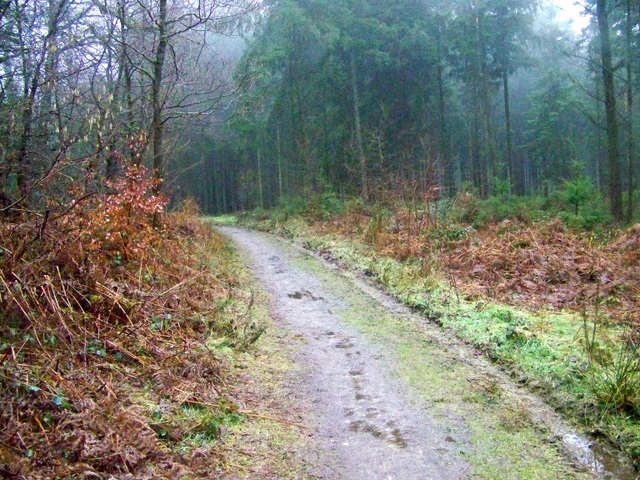 Woodland Track Near Heaven S Gate Maigheach Gheal Cc By Sa 2 0