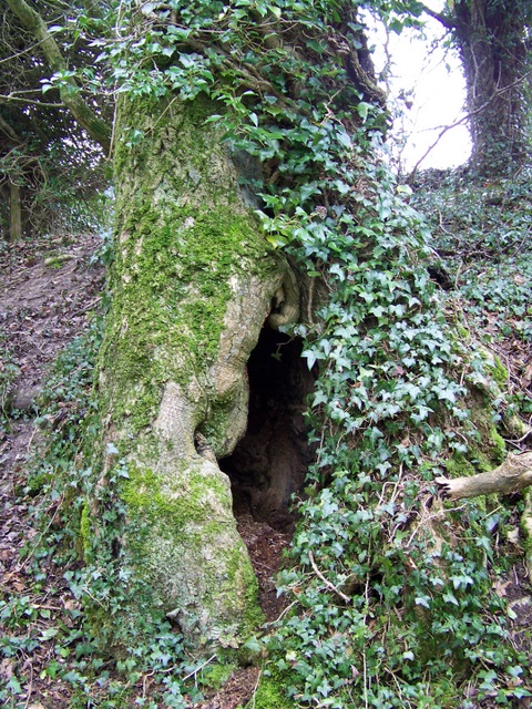 Ivy Covered Tree