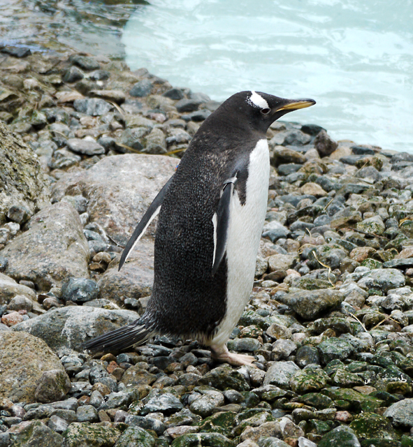 Penguin Zoo