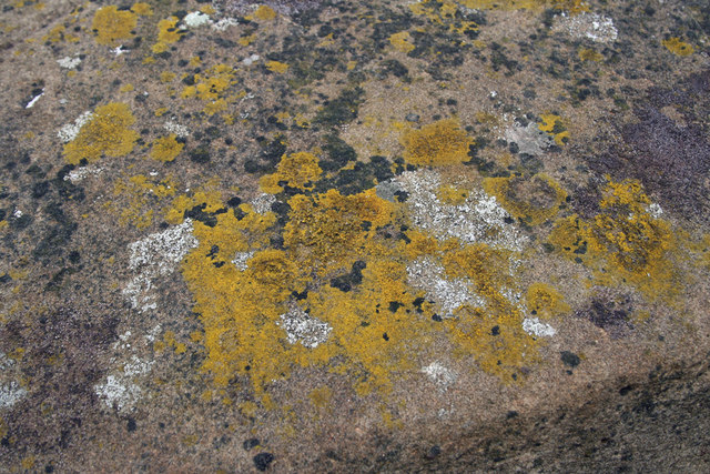 Lichen On Horkstow Bridge David Wright Geograph Britain And Ireland