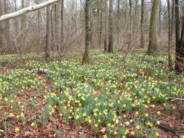 Lent Lilies