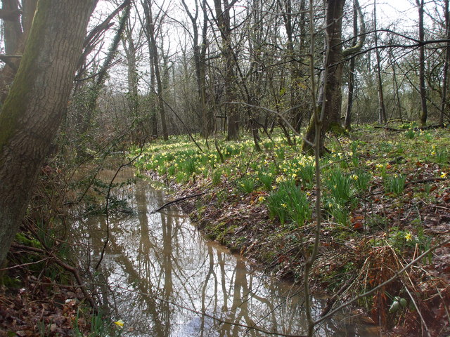 Lenten Lilies