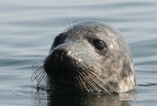 Seal Whiskers