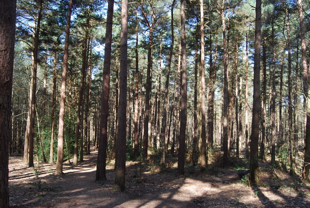 Conifers Angley Wood © N Chadwick cc by sa/2 0 :: Geograph Britain and