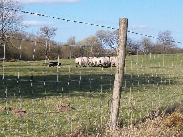 Sheep Dog Under Instruction At Ynyspandy © Eric Jones :: Geograph 