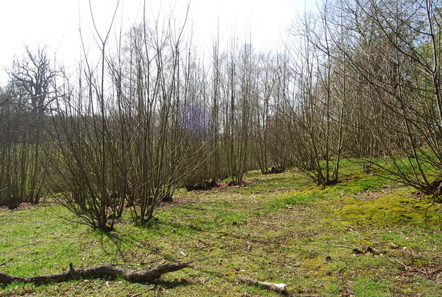 Coppiced Trees High Weald Landscape N Chadwick Cc By Sa