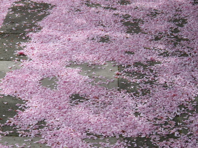 Falling Cherry Blossoms