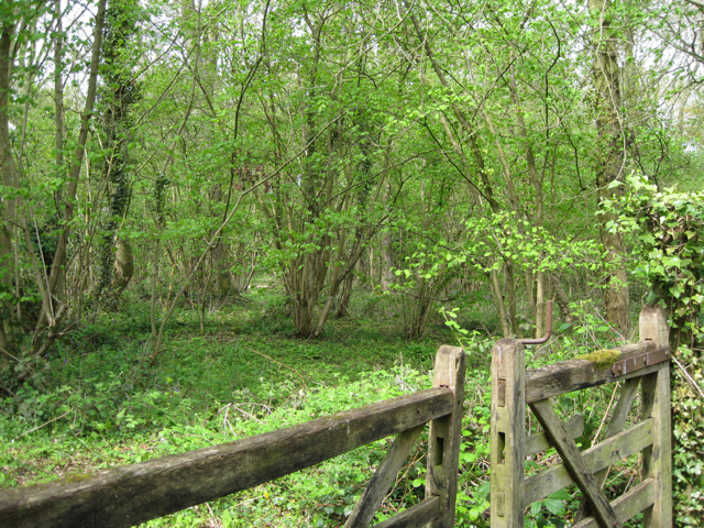 coppice with standards