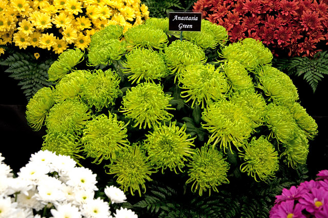 SO7842 : Chrysanthemum ‘Anastasia Green’  Malvern Spring Show 