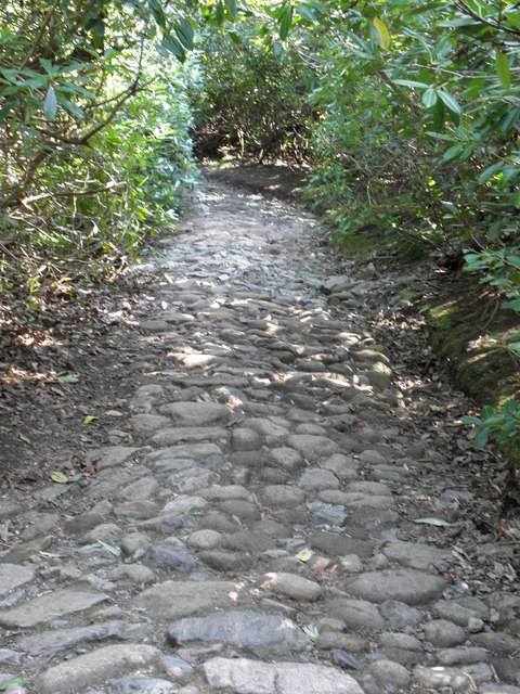 Pathway in Donard Forest , Newcastle