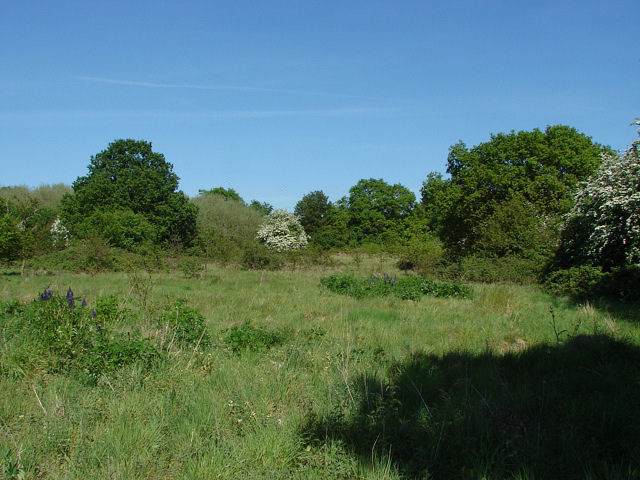 ash-surrey-alan-hunt-cc-by-sa-2-0-geograph-britain-and-ireland