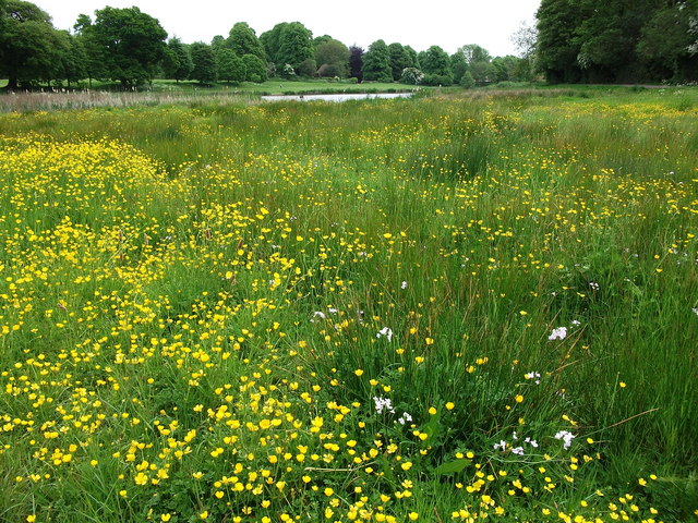 marshy-area-at-the-western-end-of-the-john-brightley-geograph