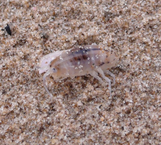 Sand Hopper