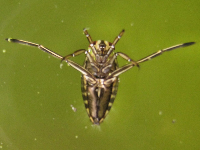 Backswimmer Or Water Boatman Jonathan Kington Geograph Britain And 