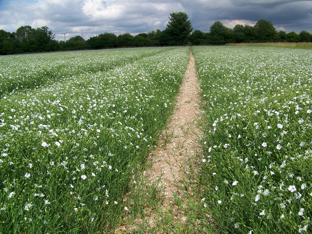 white flax